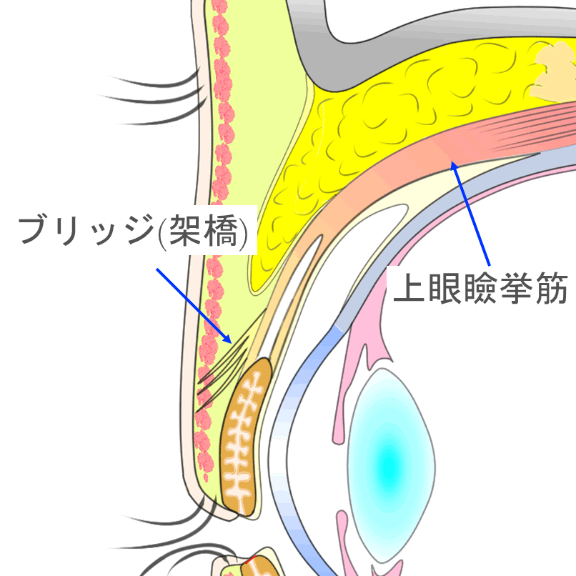 二重まぶたの構造