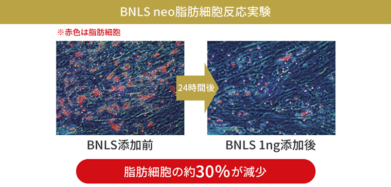 BNLSneo脂肪細胞反応実験